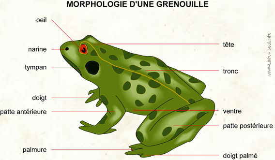 Grenouille (Dictionnaire Visuel)